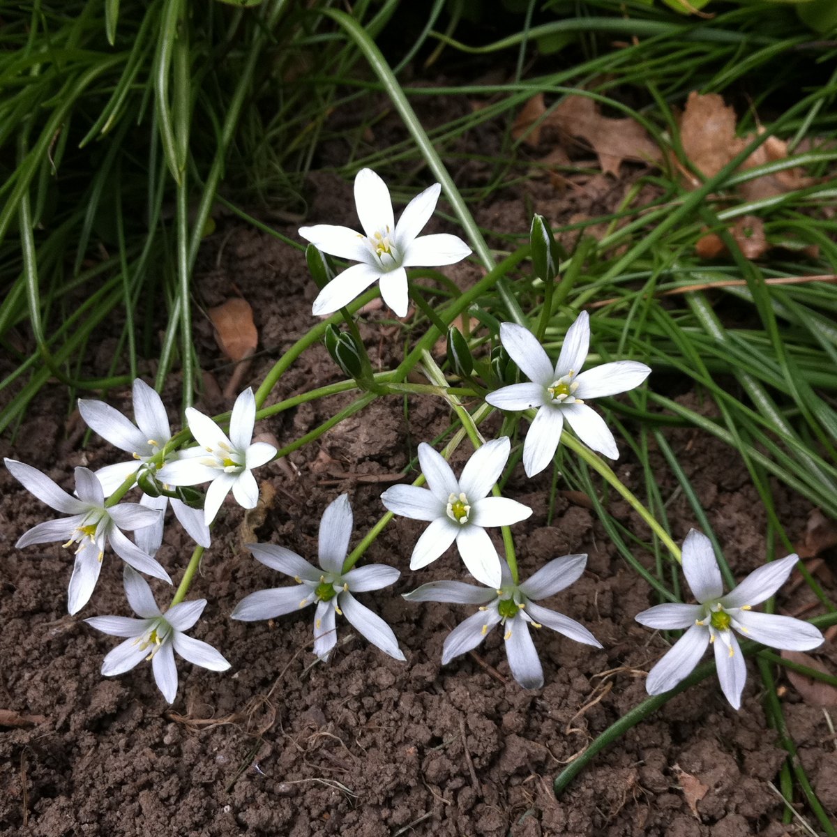 Star Of Bethlehem