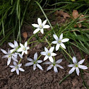 Star Of Bethlehem
