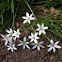 Star Of Bethlehem