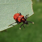 Flower beetle