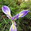 Prarie Iris