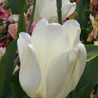 White Tulip