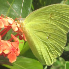 Statira Sulphur