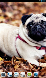 How to download Pug Theme - Nova/ADW/GO 3.0 mod apk for bluestacks