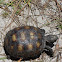 Gopher Tortoise