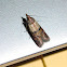 Indian meal moth