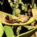 White-spectacled Bulbul