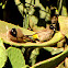 White-spectacled Bulbul
