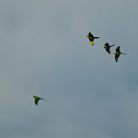Yellow Crowned Parrots