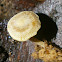 Simocybe sp.?