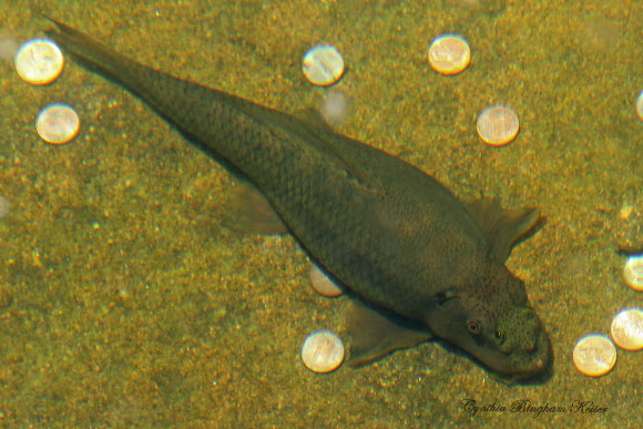 Spotting Image 1