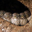 Spotted Owlets