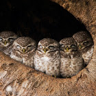 Spotted Owlets