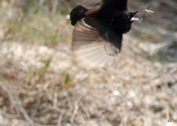Spotting Image 1