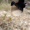 Willie Wagtail
