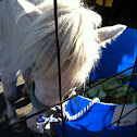 Miniature Horse
