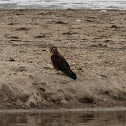 Northern Harrier (female)