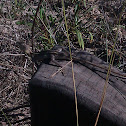 Nobbi Dragon