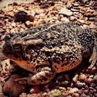 Fowler's Toad