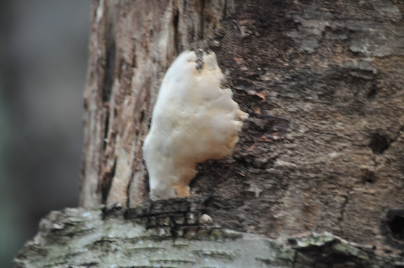 Spotting Image 1