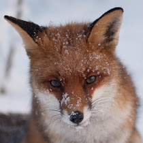 Wildlife of the West-Midlands (England)