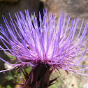 Alcachofra