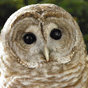 Barred Owl