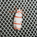 Red-striped Tiger Moth
