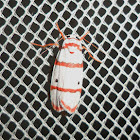 Red-striped Tiger Moth