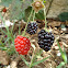 Rubus