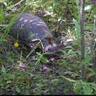 Blanding's Turtle