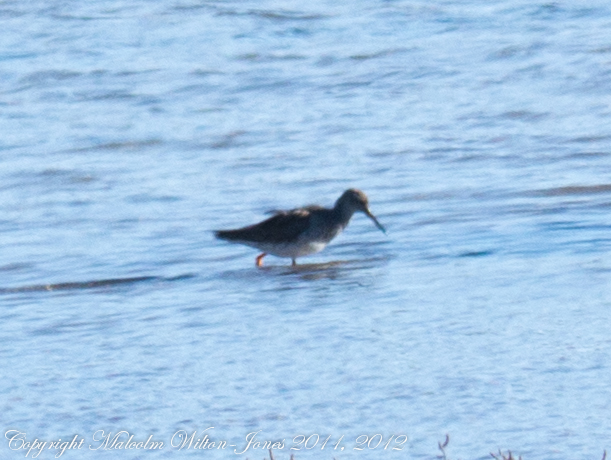Redshank; Archibebe Común