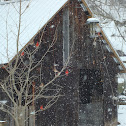 Cardinal