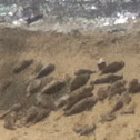 Harbor seal
