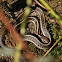 Common Garter Snake