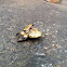 Eastern Hercules Beetle