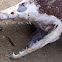 Pez Morena, Mediterranean moray