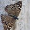 Hackberry Emperor