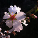 Almond tree. שקדיה