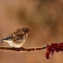 Greenfinch,female