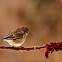 Greenfinch,female