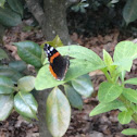 Red Admiral