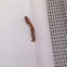 Inch worm