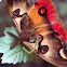 La Mariposa de cuatro ojos