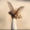 Gypsy Moth