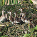 Silver Teal chicks