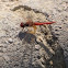 Sympetrum vulgatum. Anisóptera. Libélula