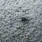 Boll Weevil