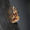 Moonseed Moth