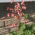 Coral Bells